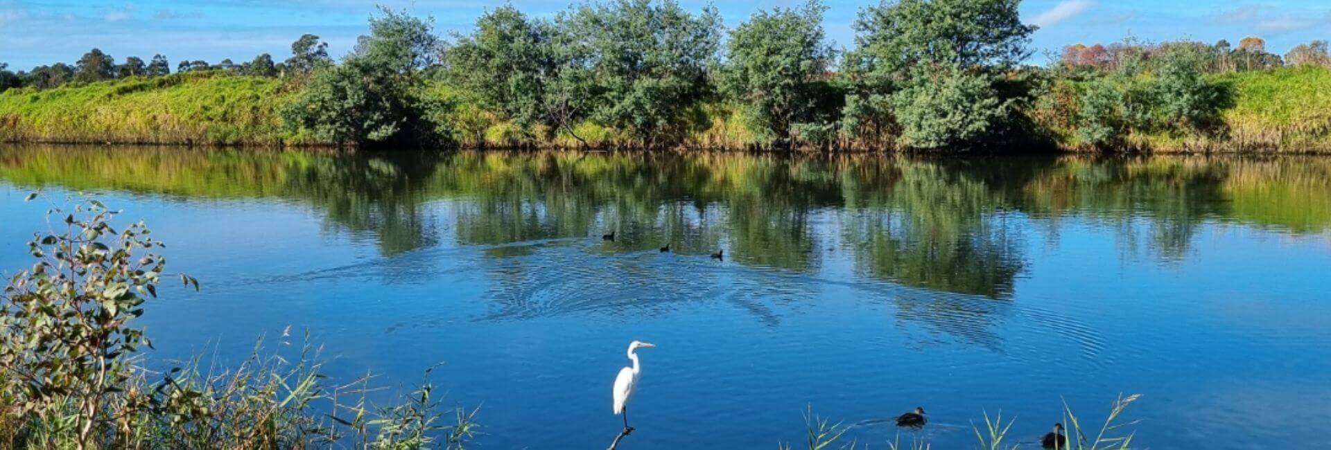 Backwater Heron Resized